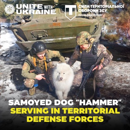 Meet Hammer, a Samoyed dog. He has been serving alongside his human companions in the Lugansk TDF Brigade.